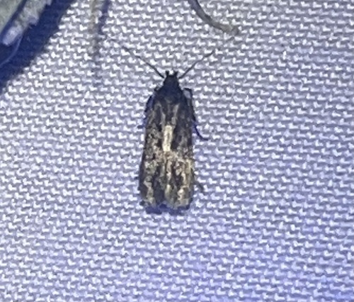 iNaturalist observation photo of Curved-horn Moths