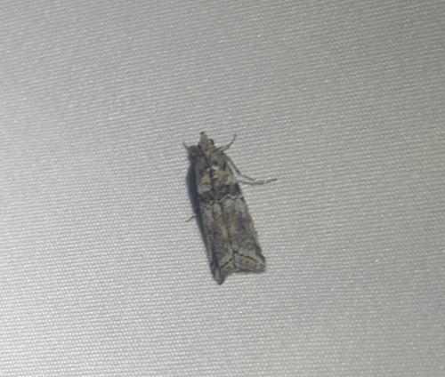 iNaturalist observation photo of Phycitini