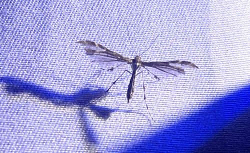 iNaturalist observation photo of Capperia