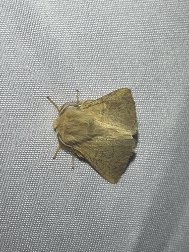 iNaturalist observation photo of Tent Caterpillar Moths