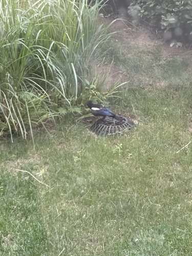 Oriental Magpie