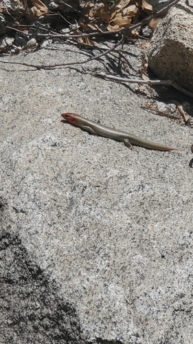 iNaturalist observation photo of Gilbert's Skink