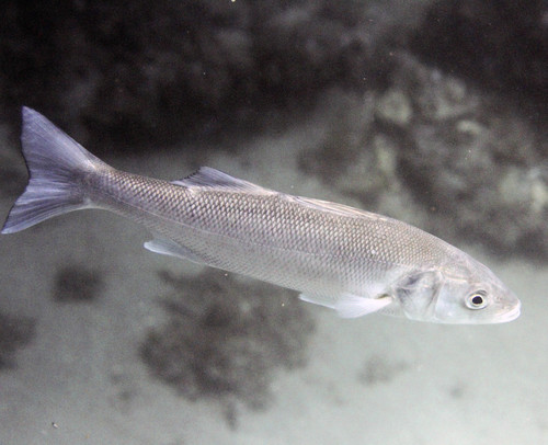 European Seabass