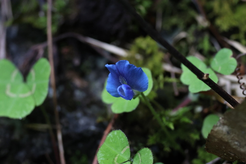 Shamrock Pea