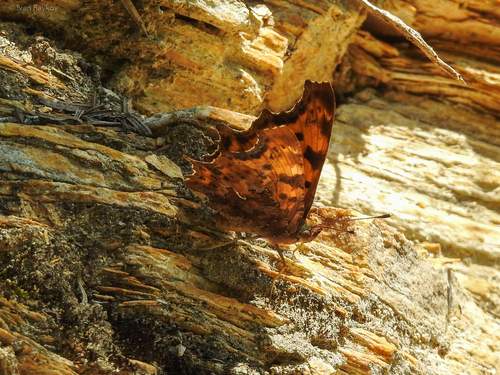 European Comma