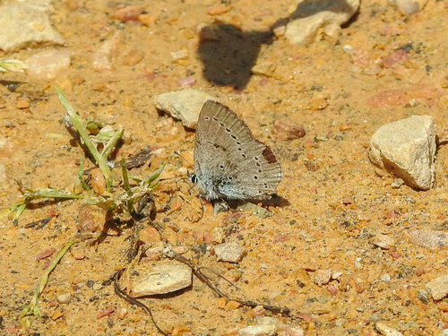 Small Blue