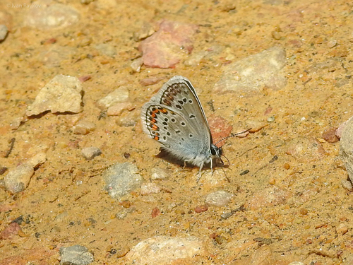 Silver-studded Blue
