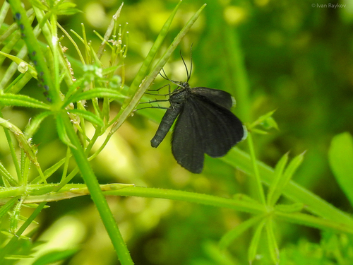 Chimney-sweeper