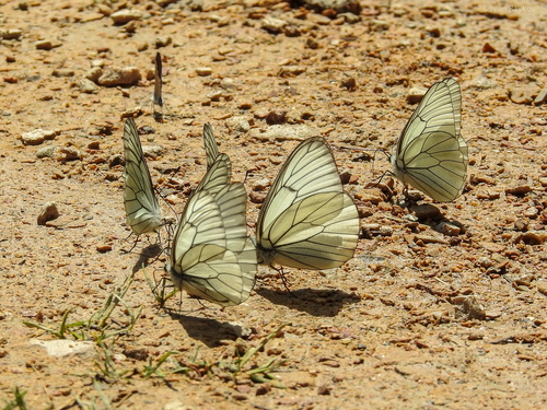 Black-veined White