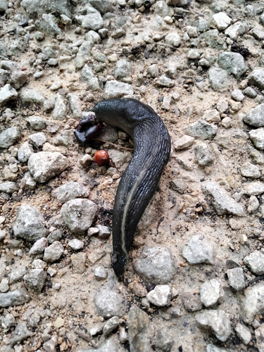 Limax cinereoniger