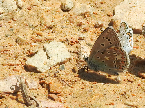 Adonis Blue