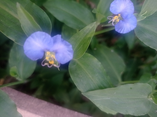 whitemouth dayflower