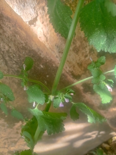 Black horehound