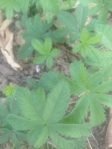 Creeping cinquefoil