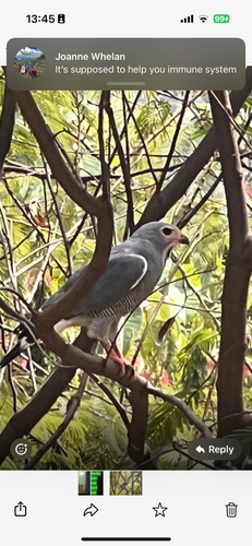Lizard Buzzard