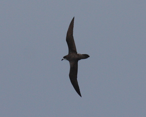 Hawaiian Petrel