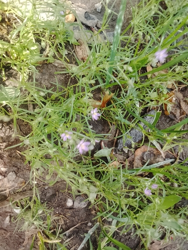 Наблюдение на iNaturalist