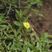 Bacopa procumbens - Photo (c) carlosmartorell69, todos os direitos reservados, uploaded by carlosmartorell69