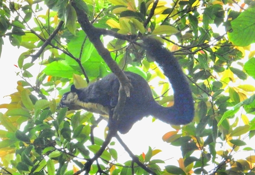 Black Giant Squirrel