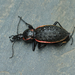 Carabus augustus - Photo (c) HUANG QIN, όλα τα δικαιώματα διατηρούνται, uploaded by HUANG QIN