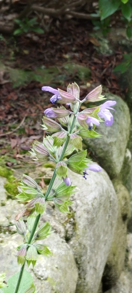Salvia officinalis
