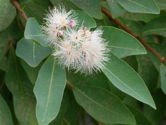 Image of Syzygium guineense