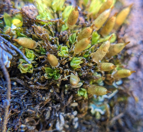 Encalypta brevipes