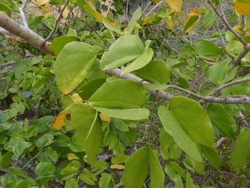 Guibourtia carrissoana