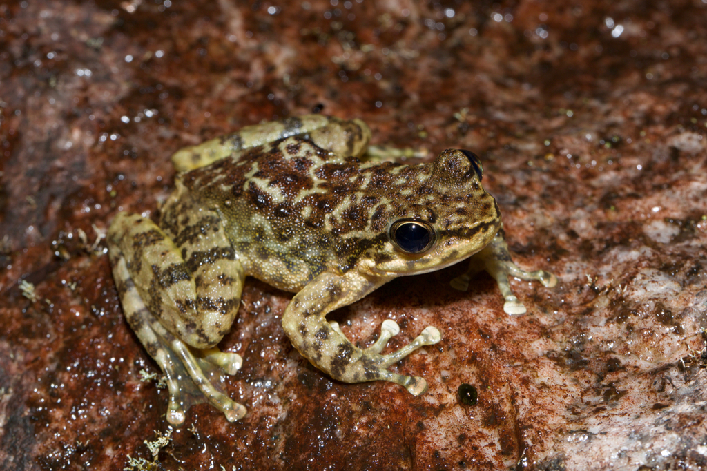 South China Cascade Frog
