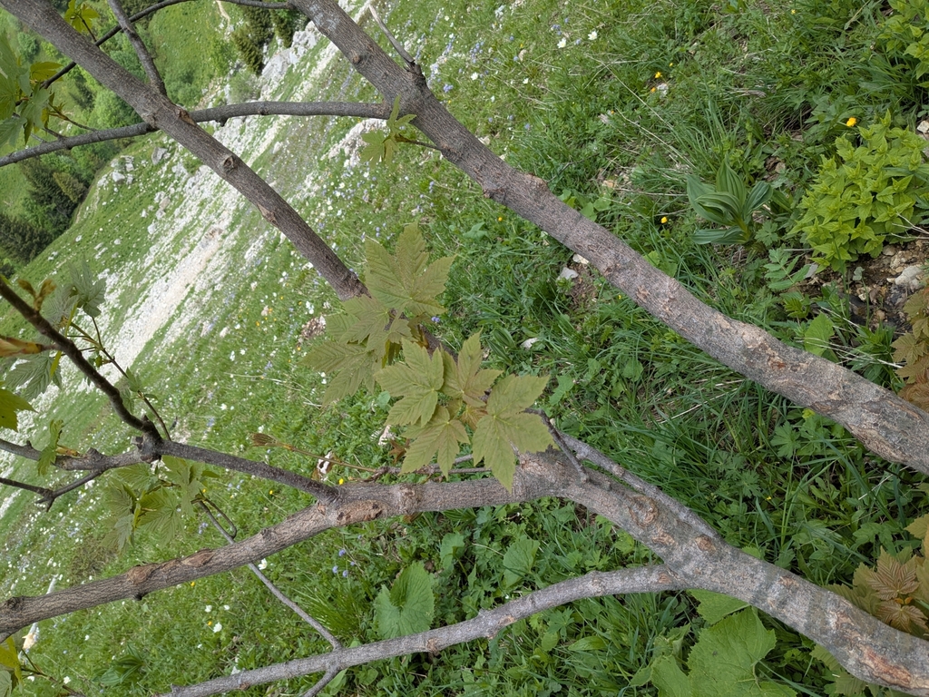 Acer pseudoplatanus