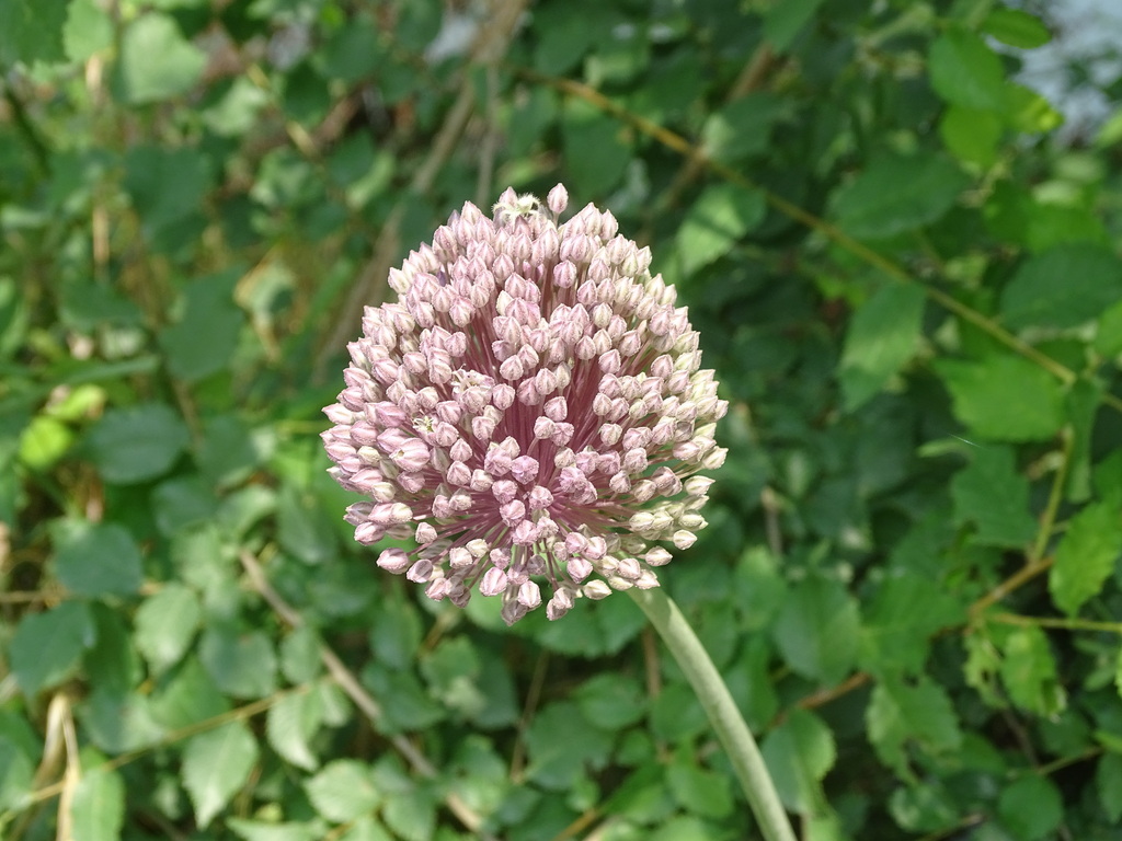 Allium porrum