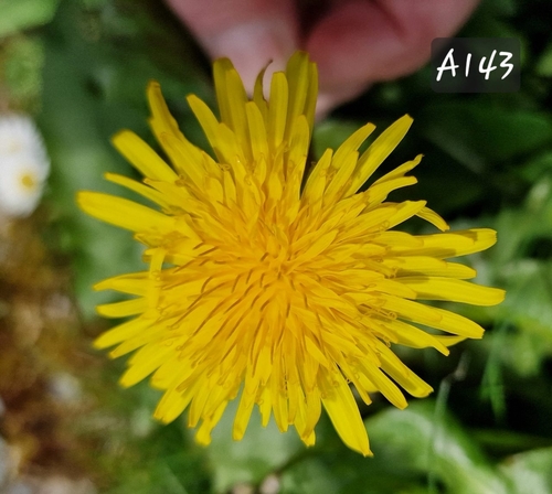 pink-stalked dandelion (Taraxacum pallescens)