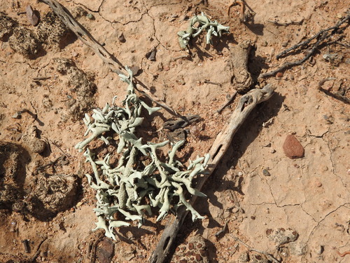 Xanthoparmelia neochlorochroa