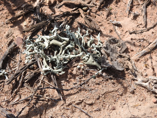 Xanthoparmelia neochlorochroa