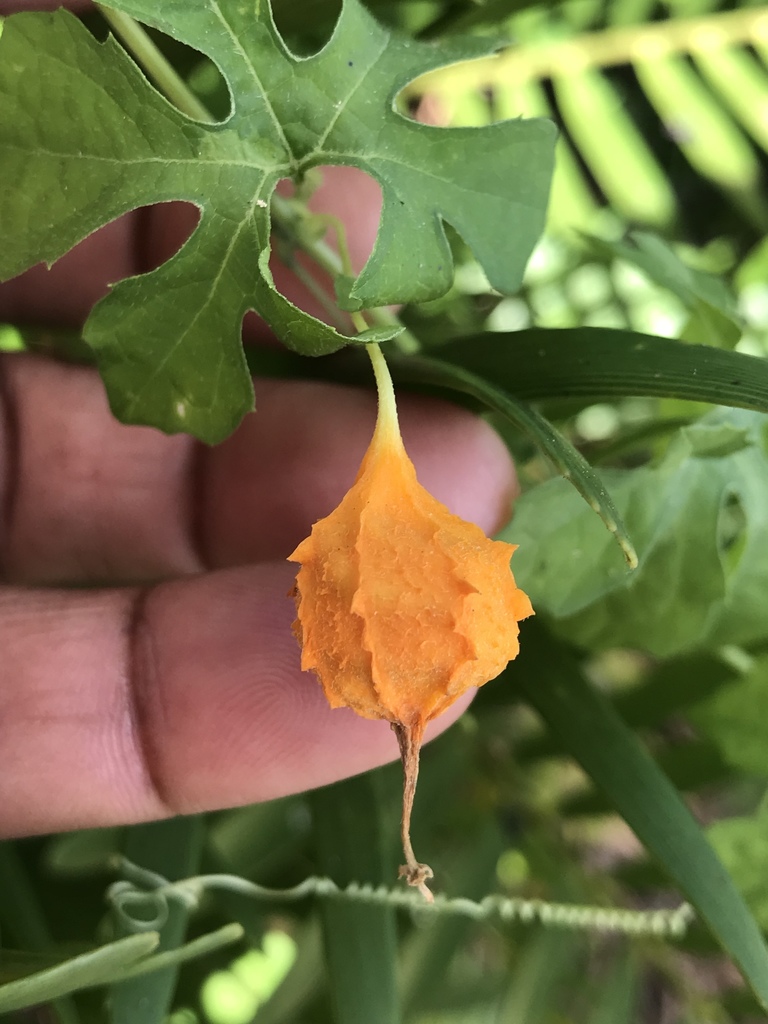 bitter-melon-from-nw-71st-st-gainesville-fl-us-on-september-19-2019