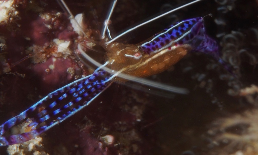 Pederson Cleaner Shrimp