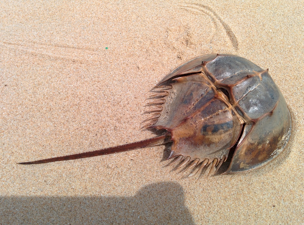 カブトガニ標本 Tachypleus tridentatus カブトガニ標本 Tachypleus