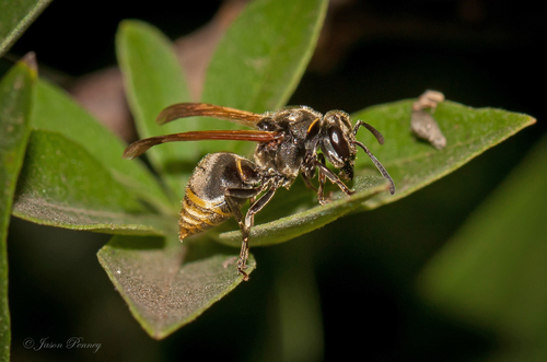 Mexican Honey Wasp