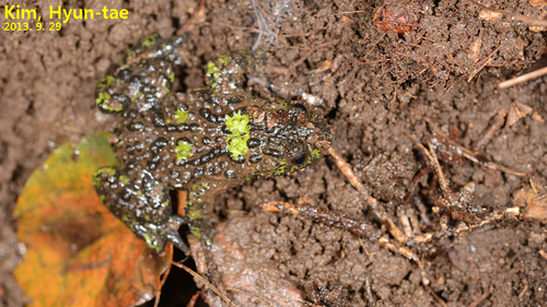 Oriental Fire-bellied Toad