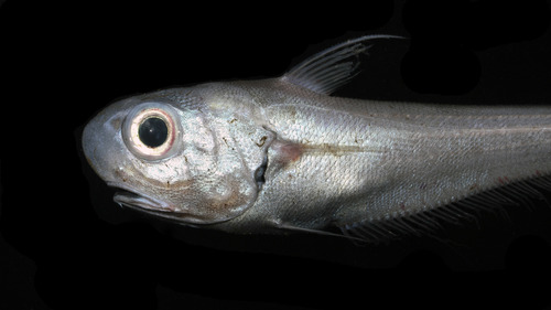 Coryphaenoides rupestris