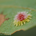 Sunburst Gall Wasp - Photo (c) Timothy Boomer, all rights reserved, uploaded by Timothy Boomer