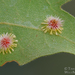 Sunburst Gall Wasp - Photo (c) Timothy Boomer, all rights reserved