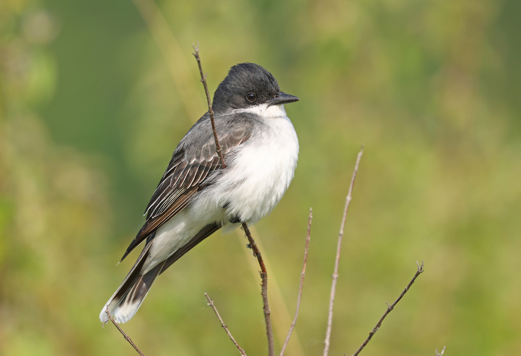 Eastern Kingbird (Tyrannus tyrannus)