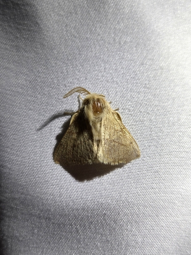 iNaturalist observation photo of Tent Caterpillar Moths