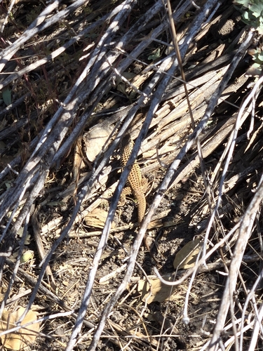 iNaturalist observation photo of Western Whiptail