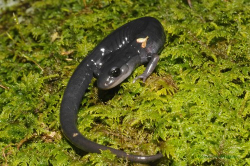 Blue Ridge Gray-cheeked Salamander