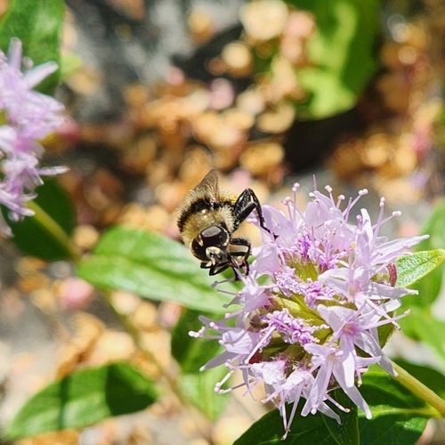 Unknown species found near Sandpoint, ID 83864, USA