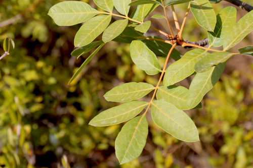 terebinth