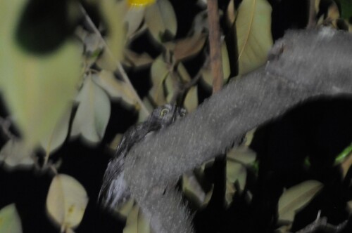 View observation of {o.common_name} on iNaturalist
