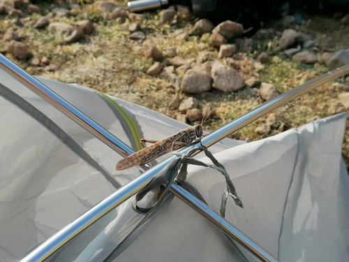 Desert Locust
